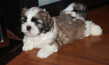 lovely shih tzu puppies for sale