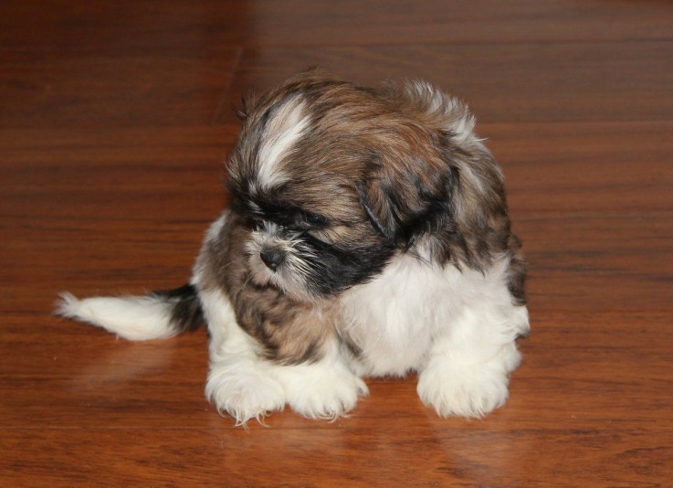 lovely shih tzu puppies for sale