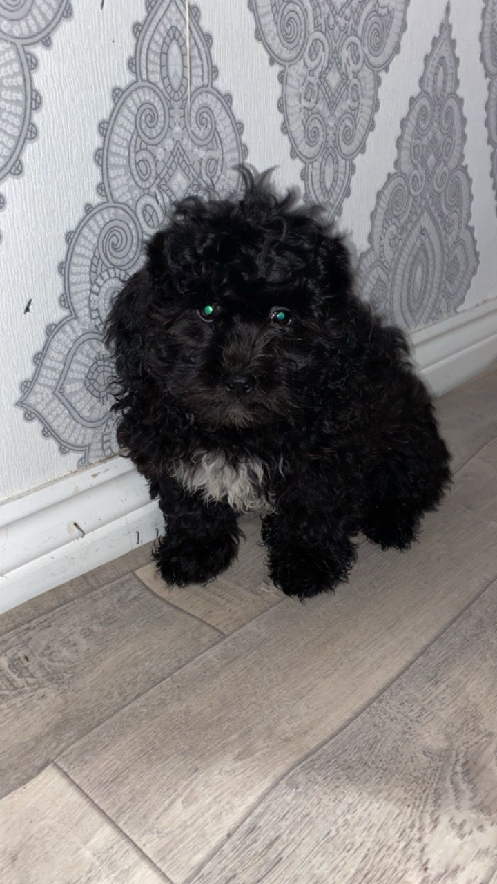 lovely shih tzu puppies for sale