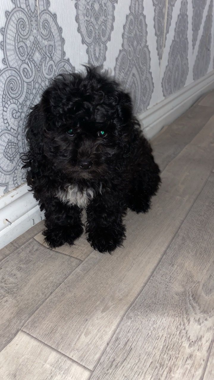 lovely shih tzu puppies for sale