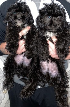 Amazing shih tzu puppies for sale