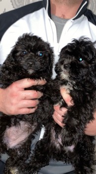 Amazing shih tzu puppies for sale