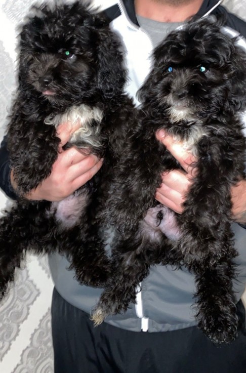 Amazing shih tzu puppies for sale