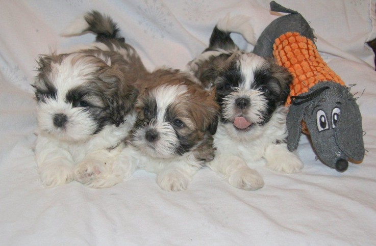 lovely shih tzu puppies for sale