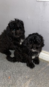 lovely shih tzu puppies for sale