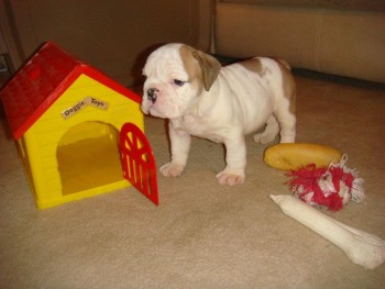 ENGLISH BULLDOG PUPPIES