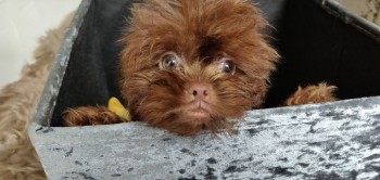  litter of lovely shih tzu puppies.