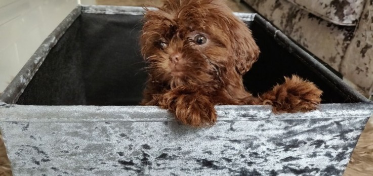  litter of lovely shih tzu puppies.