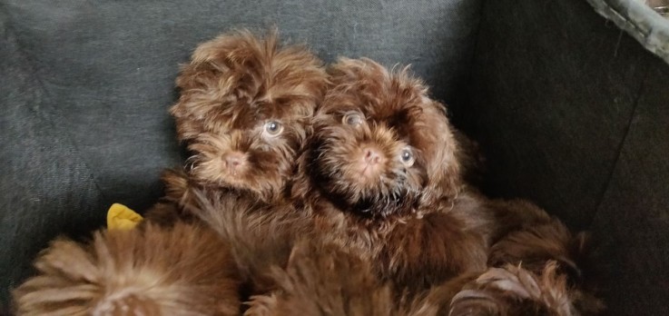  litter of lovely shih tzu puppies.