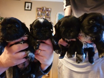 lovely shih tzu puppies for sale