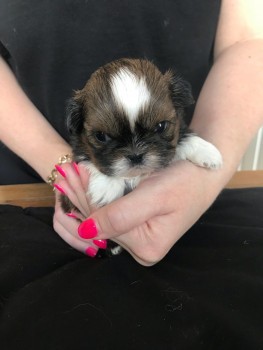  litter of lovely shih tzu puppies.