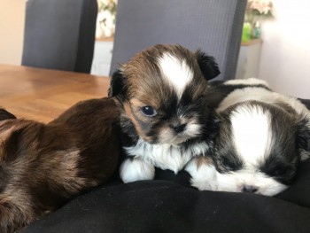  litter of lovely shih tzu puppies.