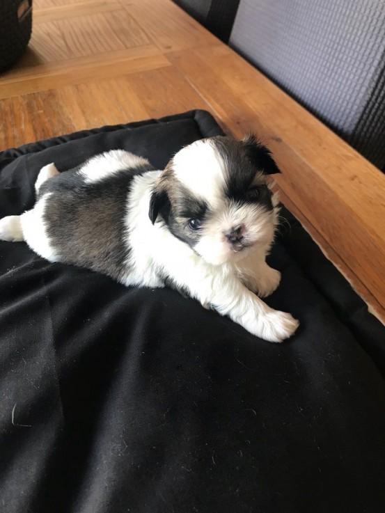  litter of lovely shih tzu puppies.