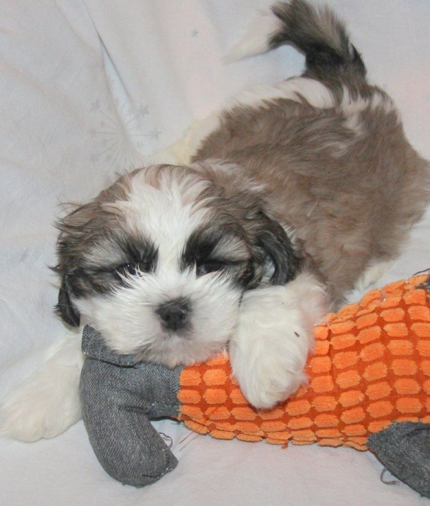  litter of lovely shih tzu puppies.