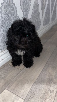 shih tzu puppies for sale