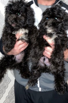 shih tzu puppies for sale