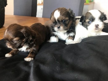 lovely shih tzu puppies for sale