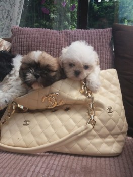 lovely shih tzu puppies for sale