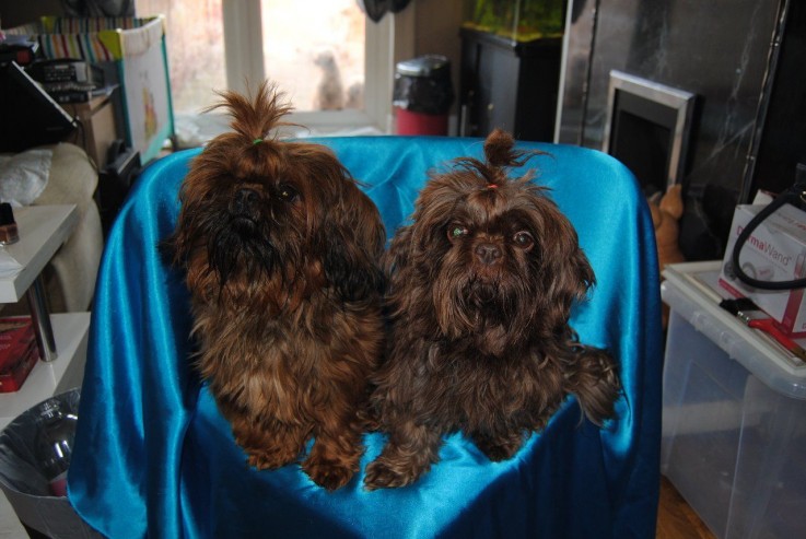 lovely shih tzu puppies for sale