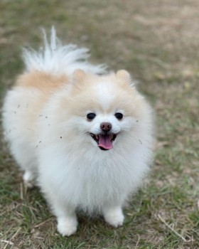 Beautiful Pomeranian Puppies