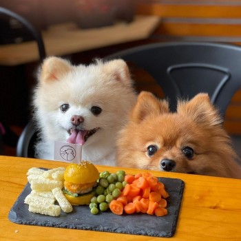 Beautiful Pomeranian Puppies