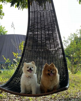 Beautiful Pomeranian Puppies