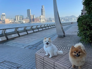 Beautiful Pomeranian Puppies