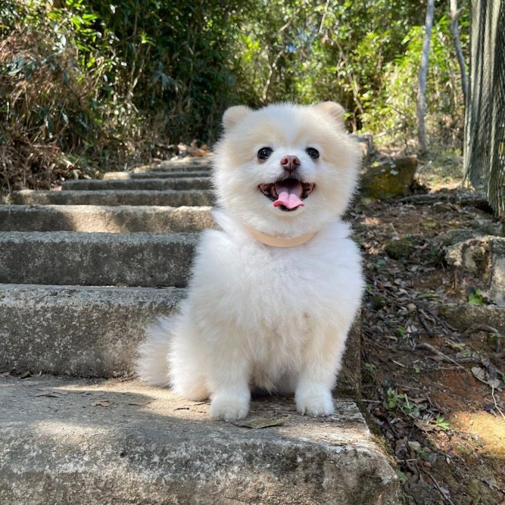 Beautiful Pomeranian Puppies