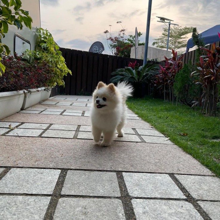 Beautiful Pomeranian Puppies