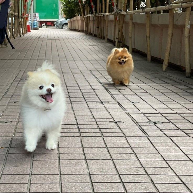 Beautiful Pomeranian Puppies