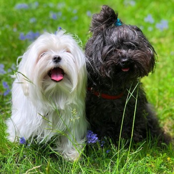 Beautiful Maltese Puppies