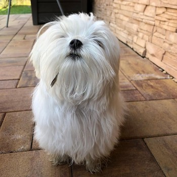 Beautiful Maltese Puppies