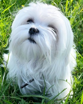 Beautiful Maltese Puppies