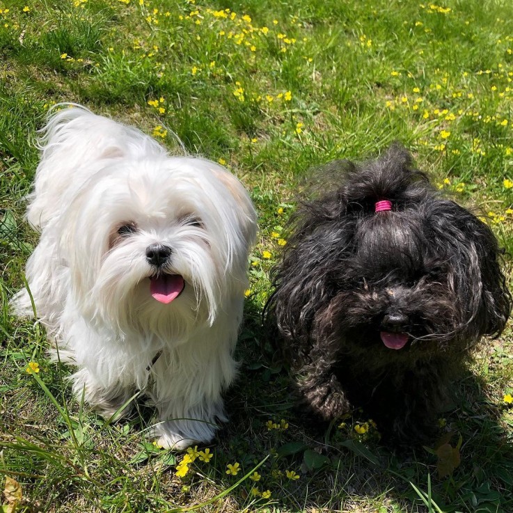 Beautiful Maltese Puppies