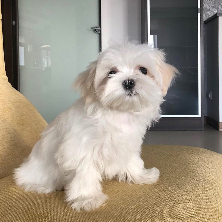 Beautiful Maltese Puppies