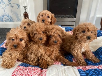 Cavapoo Puppies for rehoming