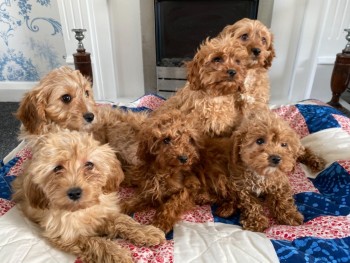 Cavapoo Puppies for rehoming