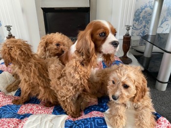 Cavapoo Puppies for rehoming