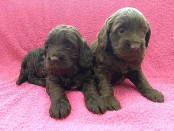 Cavapoo Puppies for rehoming