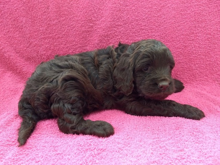 Cavapoo Puppies for rehoming