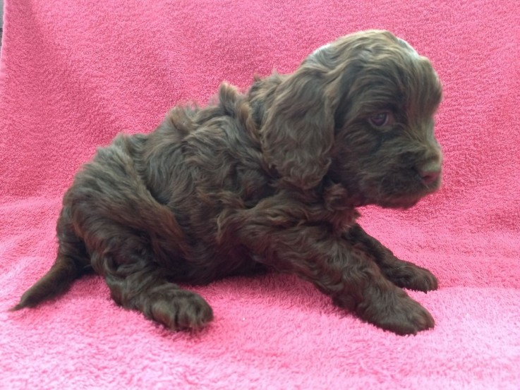 Cavapoo Puppies for rehoming