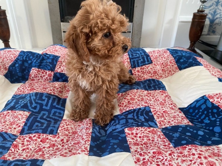 Cavapoo Puppies for rehoming