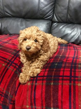 Cavapoo Puppies for rehoming