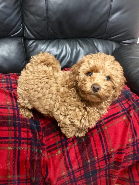 Cavapoo Puppies for rehoming