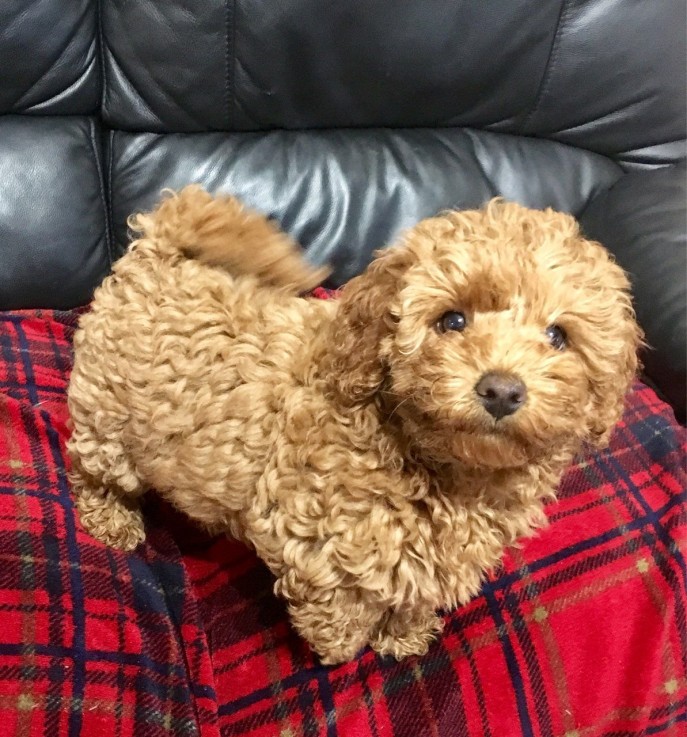 Cavapoo Puppies for rehoming