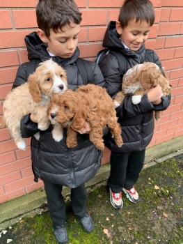 Cavapoo Puppies for rehoming