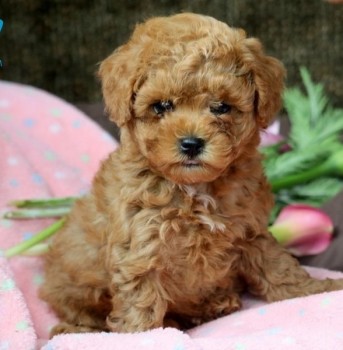 Gorgeous Maltipoo puppies ready for new 