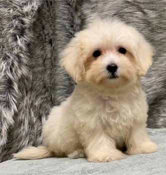 Gorgeous Maltipoo puppies ready for new 