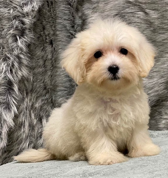 Gorgeous Maltipoo puppies ready for new 