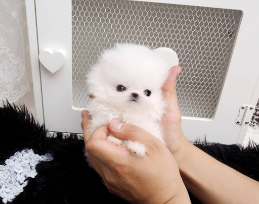 POMERANIAN PUPPIES FOR SALE